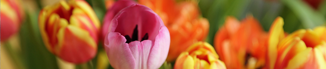 Bestellung so gehts - ein fröhlich bunter Tulpenstrauß